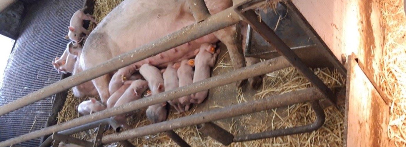 Kijk Doe en Zorgboerderij Lemele aan 't Zandeinde